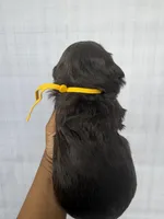 Yellow collar girl, a female Goldendoodle for sale in Atlanta, GA – Photo 3 of 4