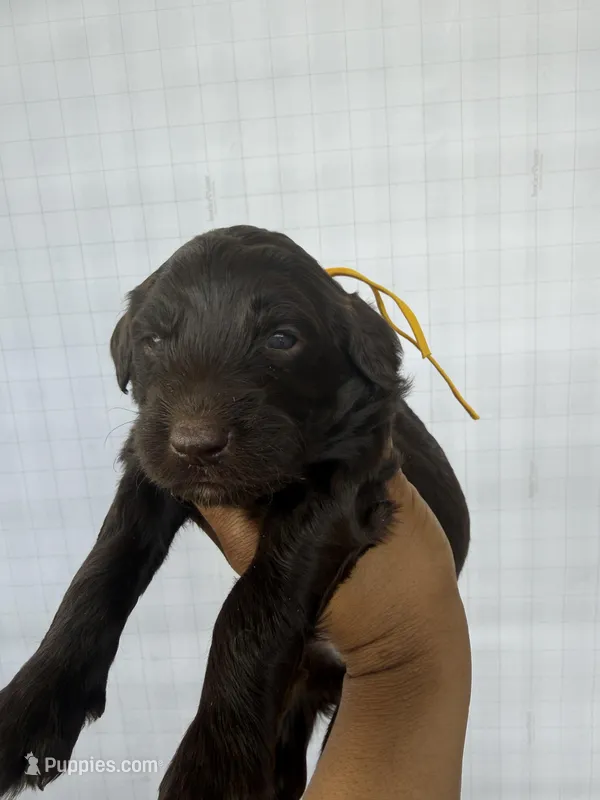 Yellow collar girl – Goldendoodle puppy for sale in Atlanta, GA