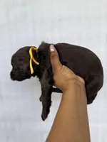 Yellow collar girl, a female Goldendoodle for sale in Atlanta, GA – Photo 4 of 4