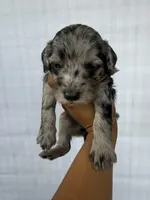 Black collar male , a male Goldendoodle for sale in Atlanta, GA – Photo 3 of 4