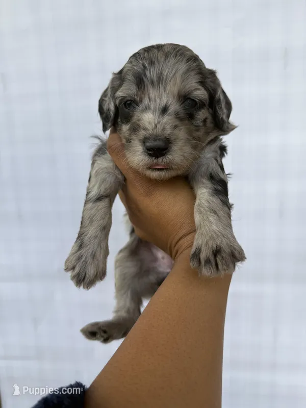 Black collar male  – Goldendoodle puppy for sale in Atlanta, GA
