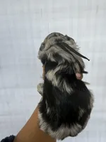 Black collar male , a male Goldendoodle for sale in Atlanta, GA – Photo 2 of 4