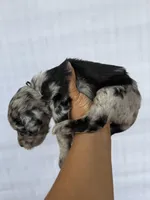 Black collar male , a male Goldendoodle for sale in Atlanta, GA – Photo 4 of 4