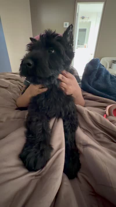 WRAITH , a female Giant Schnauzer for sale in Lithia Springs, GA – 5 of 5