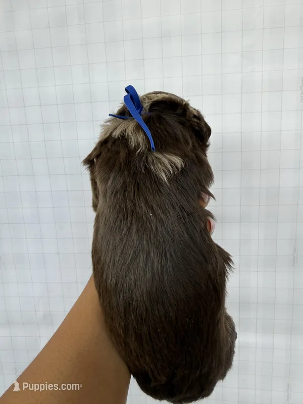 Dark Blue collar boy – Goldendoodle puppy for sale in Atlanta, GA