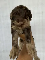 Dark Blue collar boy, a male Goldendoodle for sale in Atlanta, GA – Photo 2 of 4