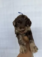 Dark Blue collar boy, a male Goldendoodle for sale in Atlanta, GA – Photo 3 of 4