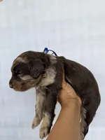 Dark Blue collar boy, a male Goldendoodle for sale in Atlanta, GA – Photo 4 of 4