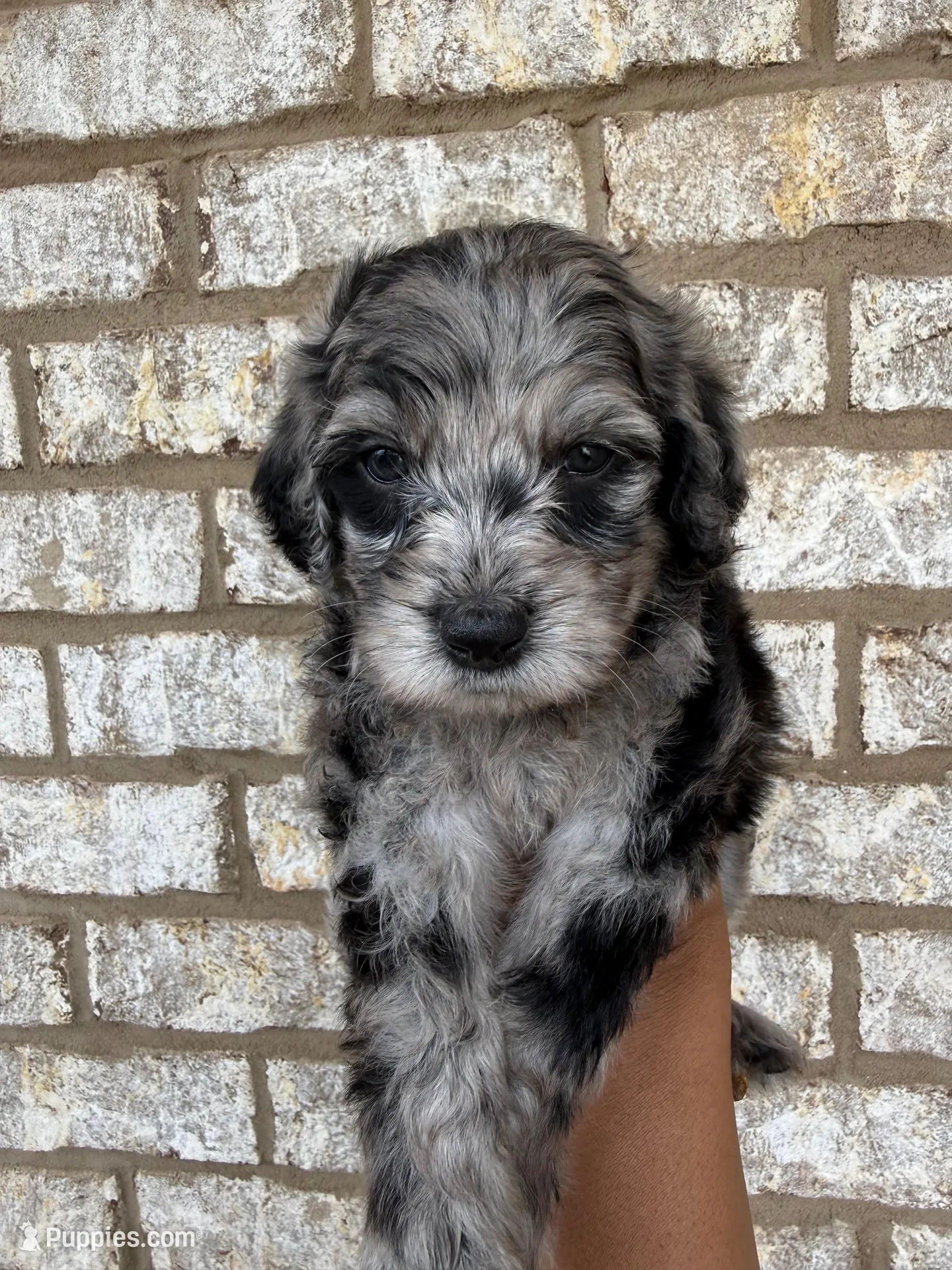 Black collar female  – Goldendoodle puppy for sale in Atlanta, GA