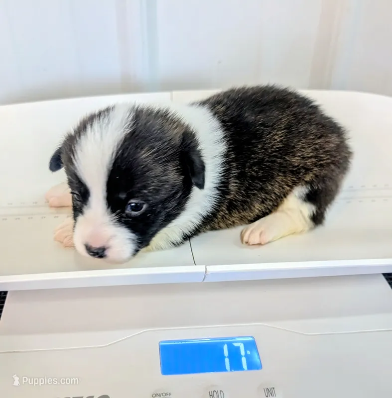 Honey Ham – Cardigan Welsh Corgi, Pembroke Welsh Corgi puppy for sale in Delta, CO