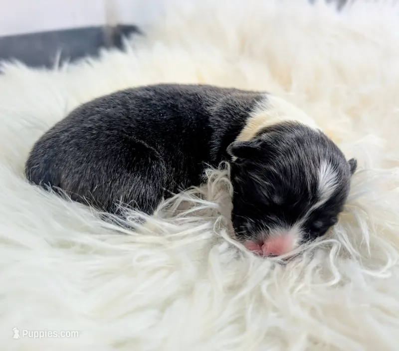 Gobble – Cardigan Welsh Corgi, Pembroke Welsh Corgi puppy for sale in Delta, CO