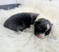 Gobble, a female Cardigan Welsh Corgi and Pembroke Welsh Corgi for sale in Delta, CO – 1 of 3