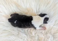 Honey Ham, a female Cardigan Welsh Corgi and Pembroke Welsh Corgi for sale in Delta, CO – 3 of 3
