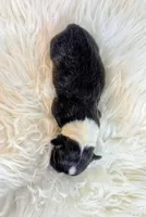 Gobble, a female Cardigan Welsh Corgi and Pembroke Welsh Corgi for sale in Delta, CO – 3 of 3