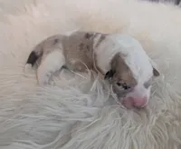 Sweet Potato, a female Cardigan Welsh Corgi and Pembroke Welsh Corgi for sale in Delta, CO – 3 of 3