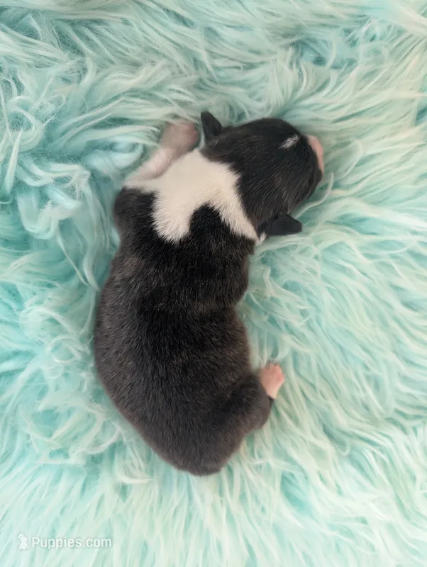 Giblet – Cardigan Welsh Corgi, Pembroke Welsh Corgi puppy for sale in Delta, CO
