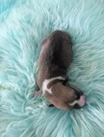 Turkey Drumstick, a male Cardigan Welsh Corgi and Pembroke Welsh Corgi for sale in Delta, CO – 1 of 3