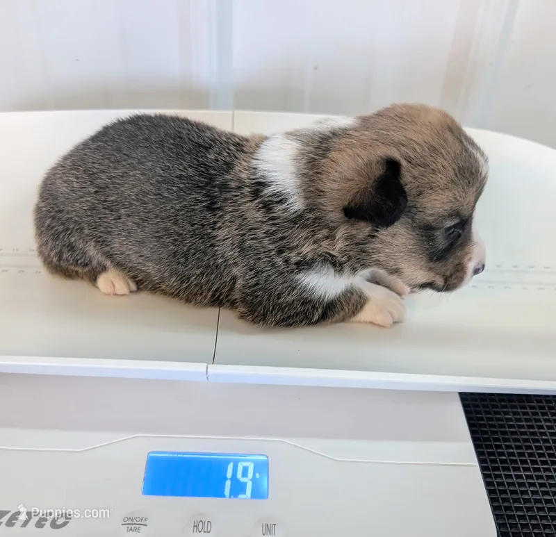 Turkey Drumstick – Cardigan Welsh Corgi, Pembroke Welsh Corgi puppy for sale in Delta, CO