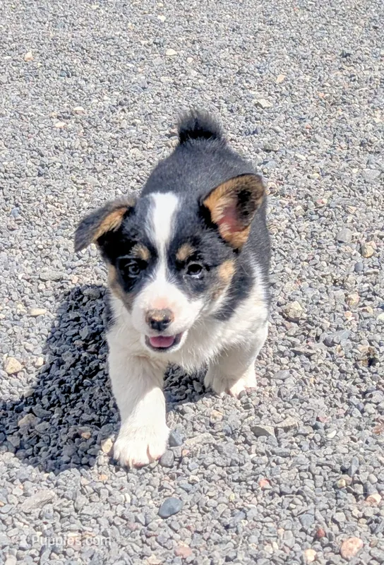 Blossom – Pembroke Welsh Corgi puppy for sale in Hotchkiss, CO