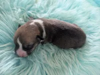 Turkey Drumstick, a male Cardigan Welsh Corgi and Pembroke Welsh Corgi for sale in Delta, CO – 3 of 3