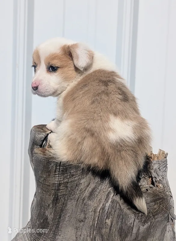 Sweet Potato – Cardigan Welsh Corgi, Pembroke Welsh Corgi puppy for sale in Delta, CO