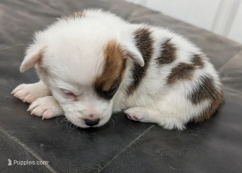 Bud – Pembroke Welsh Corgi puppy for sale in Hotchkiss, CO