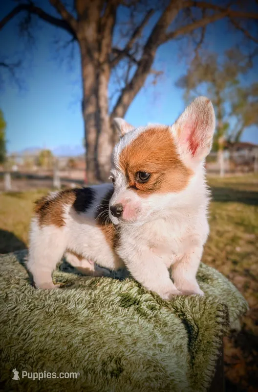 Bud – Pembroke Welsh Corgi puppy for sale in Hotchkiss, CO