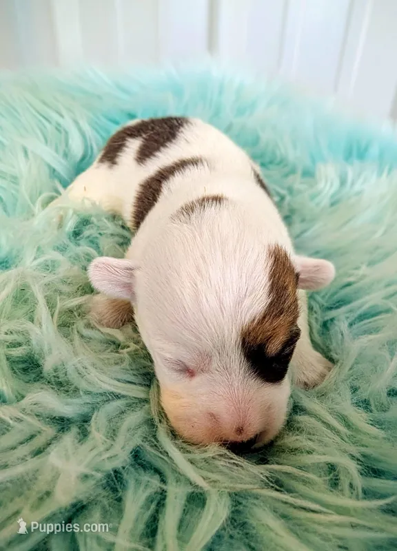 Bud – Pembroke Welsh Corgi puppy for sale in Hotchkiss, CO
