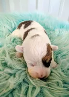 Bud, a male Pembroke Welsh Corgi for sale in Hotchkiss, CO – Photo 1 of 5