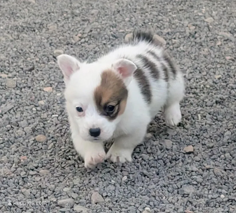 Bud – Pembroke Welsh Corgi puppy for sale in Hotchkiss, CO