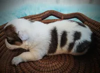 Bud, a male Pembroke Welsh Corgi for sale in Hotchkiss, CO – Photo 2 of 5