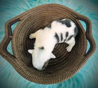 Bud, a male Pembroke Welsh Corgi for sale in Hotchkiss, CO – Photo 3 of 5