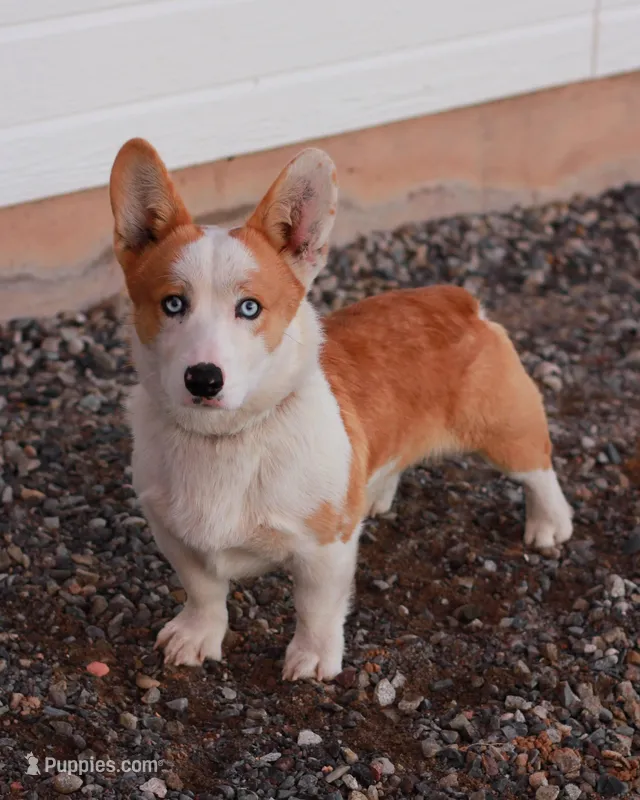 Bud – Pembroke Welsh Corgi puppy for sale in Hotchkiss, CO