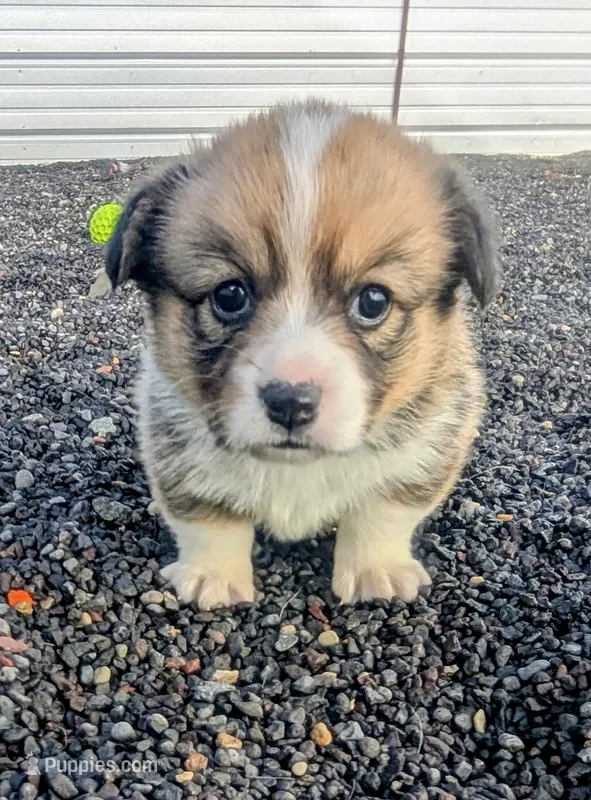 Native – Cardigan Welsh Corgi, Pembroke Welsh Corgi puppy for sale in Delta, CO