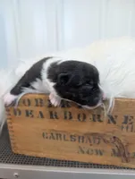 Clover - AKC, a female Cardigan Welsh Corgi for sale in Hotchkiss, CO – Photo 4 of 7