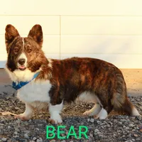 Clover - AKC, a female Cardigan Welsh Corgi for sale in Hotchkiss, CO – Photo 8 of 8