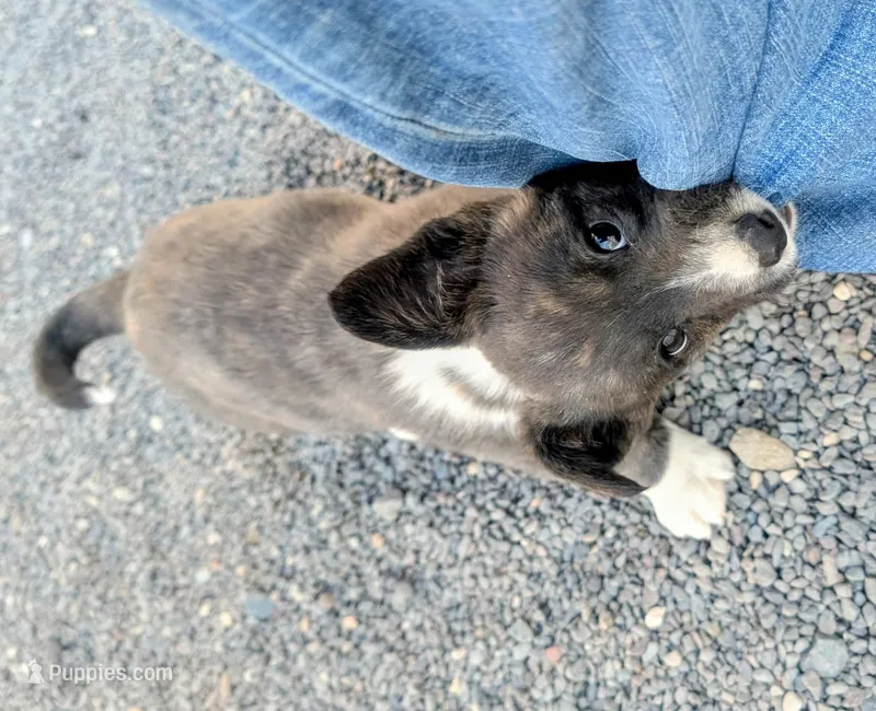 Clover - AKC – Cardigan Welsh Corgi puppy for sale in Hotchkiss, CO