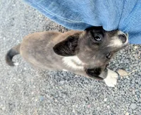 Clover - AKC, a female Cardigan Welsh Corgi for sale in Hotchkiss, CO – Photo 2 of 8