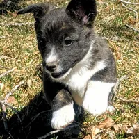 Clover - AKC, a female Cardigan Welsh Corgi for sale in Hotchkiss, CO – Photo 5 of 8