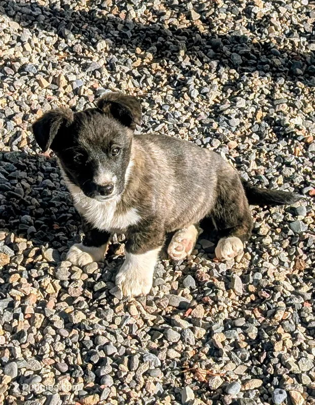 Clover - AKC – Cardigan Welsh Corgi puppy for sale in Hotchkiss, CO