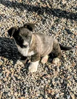Clover - AKC, a female Cardigan Welsh Corgi for sale in Hotchkiss, CO – Photo 1 of 8