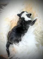 Clover - AKC, a female Cardigan Welsh Corgi for sale in Hotchkiss, CO – Photo 5 of 7