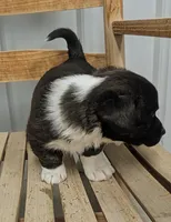 Clover - AKC, a female Cardigan Welsh Corgi for sale in Hotchkiss, CO – Photo 2 of 7