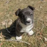 Clover - AKC, a female Cardigan Welsh Corgi for sale in Hotchkiss, CO – Photo 4 of 8