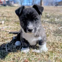 Clover - AKC, a female Cardigan Welsh Corgi for sale in Hotchkiss, CO – Photo 3 of 8