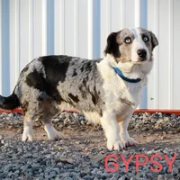 Clover - AKC, a female Cardigan Welsh Corgi for sale in Hotchkiss, CO – Photo 7 of 8