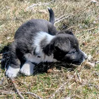 Clover - AKC, a female Cardigan Welsh Corgi for sale in Hotchkiss, CO – Photo 6 of 8