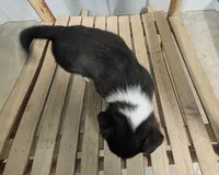 Clover - AKC, a female Cardigan Welsh Corgi for sale in Hotchkiss, CO – Photo 3 of 7