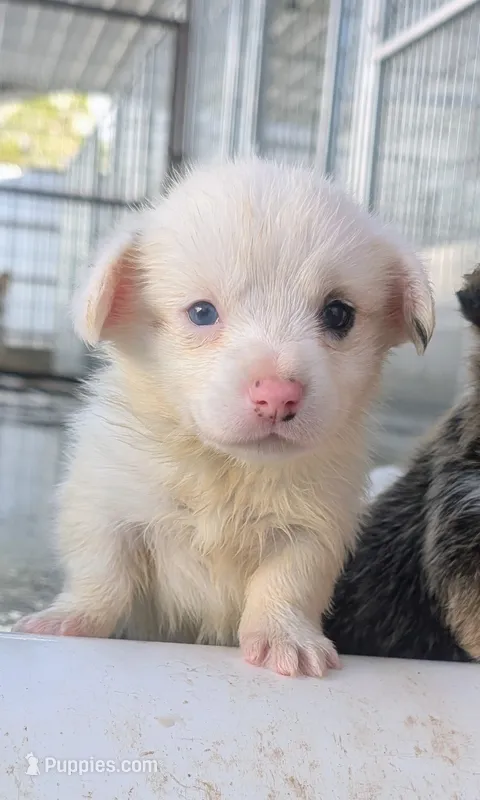 Corn Bread – Cardigan Welsh Corgi, Pembroke Welsh Corgi puppy for sale in Delta, CO