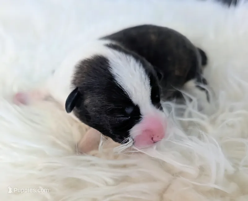 Honey Ham – Cardigan Welsh Corgi, Pembroke Welsh Corgi puppy for sale in Delta, CO